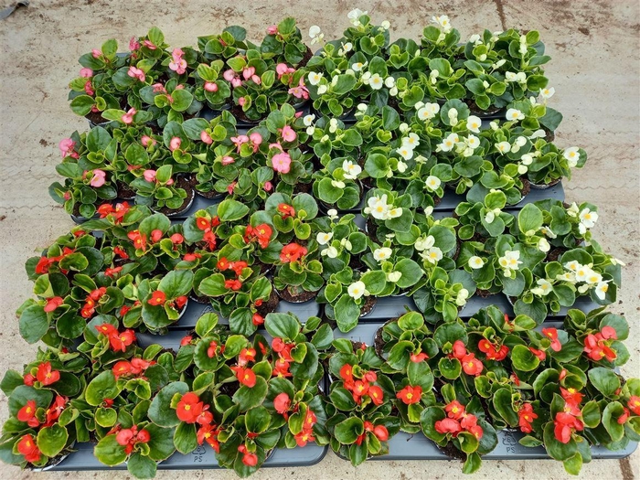 Begonia Semperflorens Grp groenbladig gemengd
