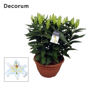 Lilium Or Souvenir Scale