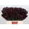 Leucadendron Saf Sunset Dark R.