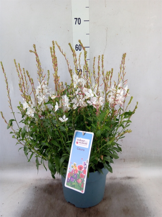 <h4>Gaura lindheimeri   ...</h4>