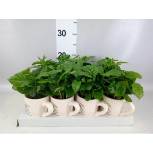 Coffea arabica
