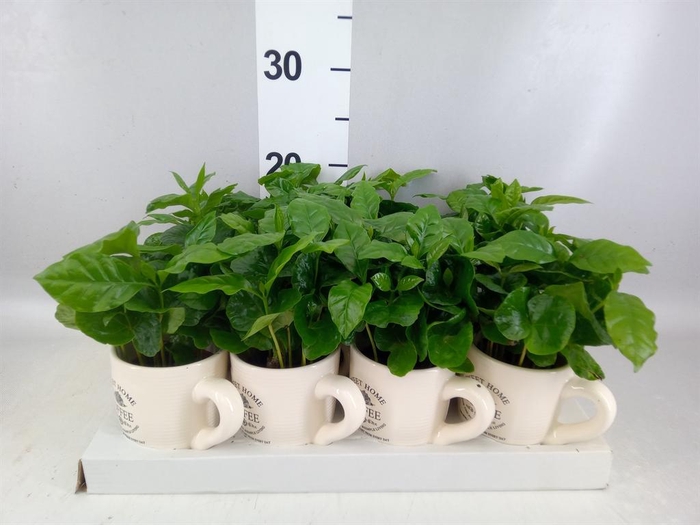 <h4>Coffea arabica</h4>