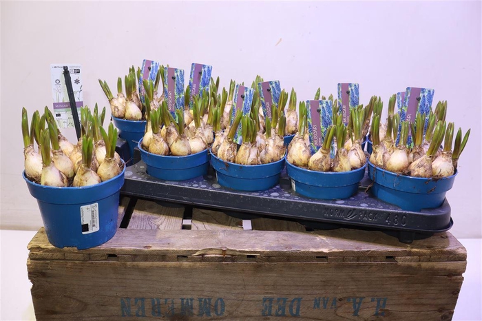 <h4>Muscar Lindsay</h4>