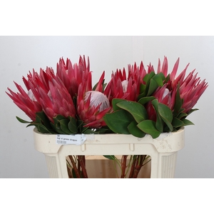 Protea Cynaroides Madiba