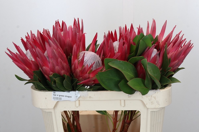 <h4>Protea Cynaroides Madiba</h4>
