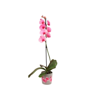 Fiore Pink Phal I Am Pink 1T9+