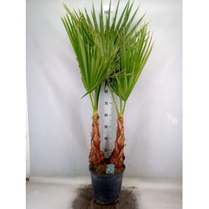 Washingtonia filifera