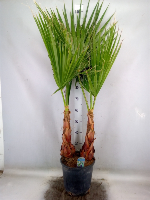 <h4>Washingtonia filifera</h4>