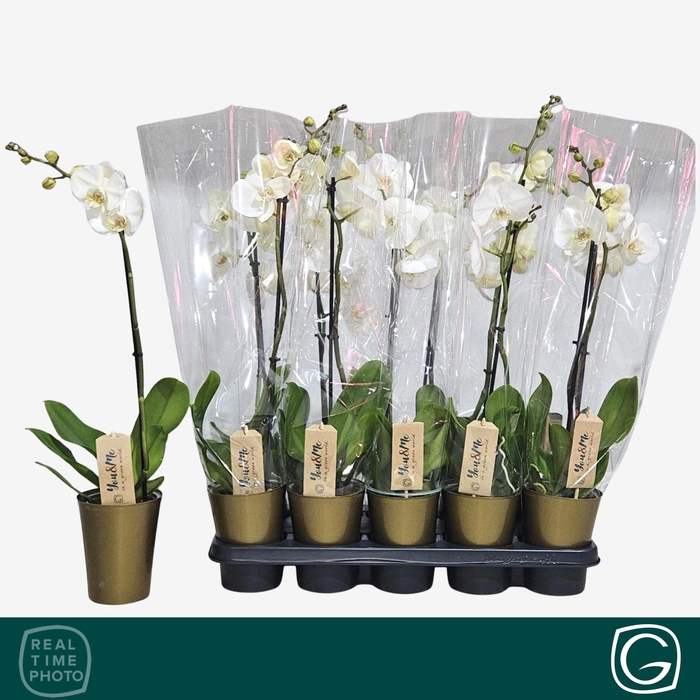 <h4>PHAL OV WIT</h4>