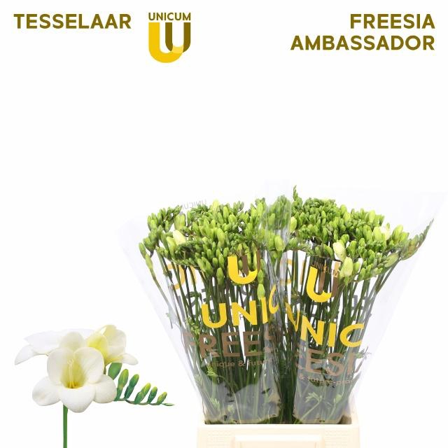 <h4>FR EN ALBA RIVER</h4>