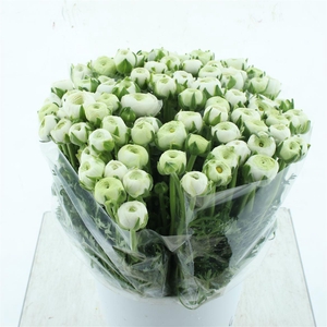 Ran Aazur White Extra