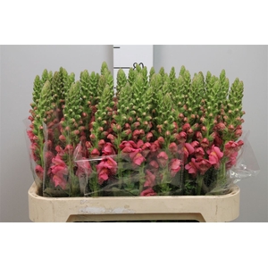 Antir Avignon Rose