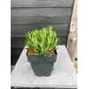 Lavandula angustifolia Hidcote