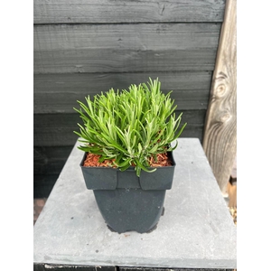 Lavandula angustifolia Hidcote