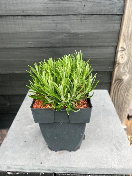 Lavandula angustifolia Hidcote