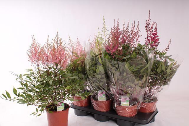 <h4>ASTILB GEM 4 KL</h4>