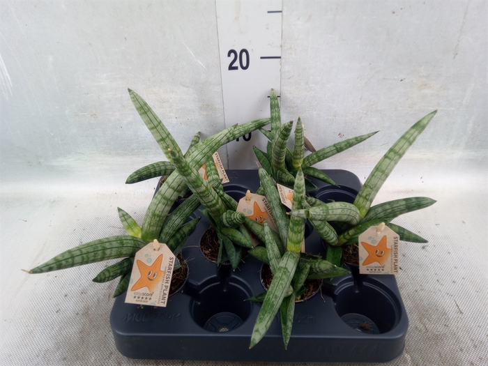 <h4>Sansevieria cyl. 'Boncel'</h4>