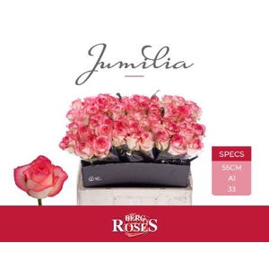 Rozen Jumilia