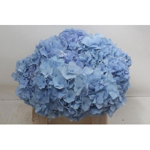 HYDR M CH CHALLEN BL