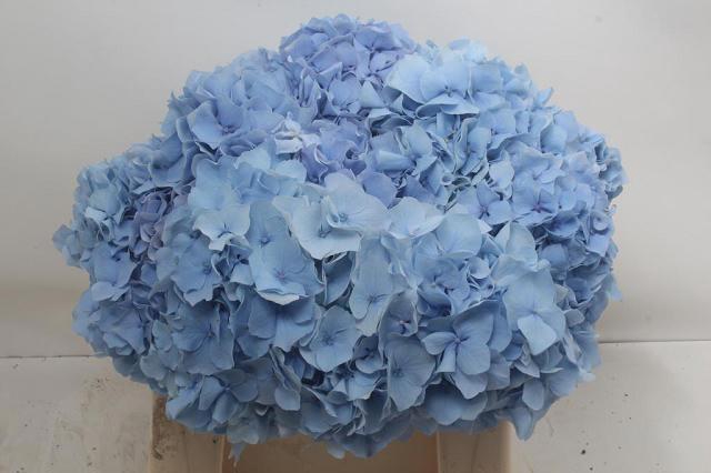 <h4>HYDR M CH CHALLEN BL</h4>