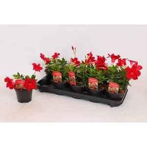 MANDE RIO DARK RED