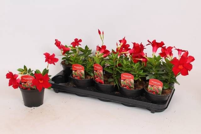 <h4>MANDE RIO DARK RED</h4>