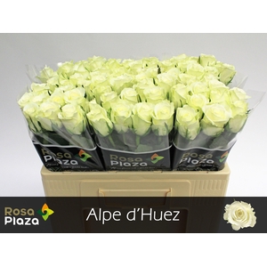 R GR ALPE DHUEZ