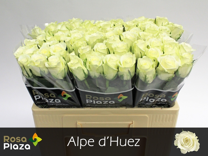 <h4>R GR ALPE DHUEZ</h4>