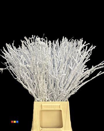 <h4>Betula / Berkentak Snowed</h4>