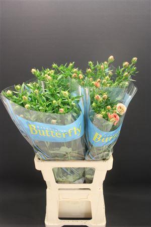 <h4>Ranunculus Butterfly Eris</h4>