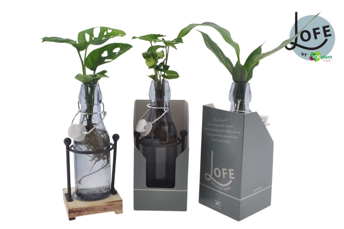 <h4>Kamerplanten</h4>