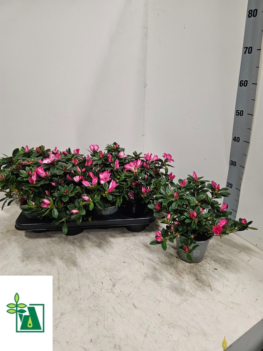 <h4>RHODO SI PINK/WHITE PANFILIA P14</h4>