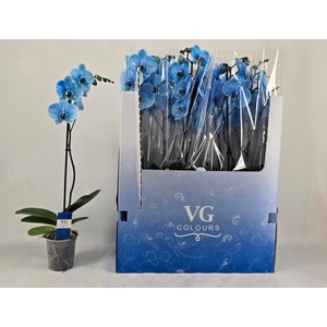 PHAL OV