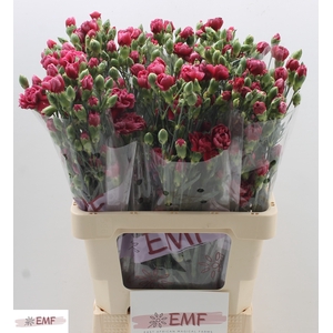 DI TR MISA MISS HEART