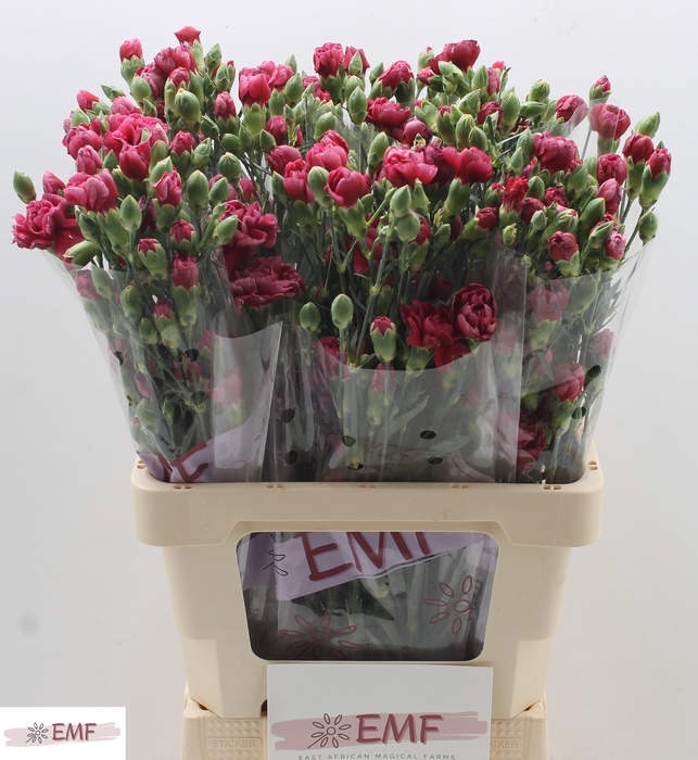 <h4>DI TR MISA MISS HEART</h4>