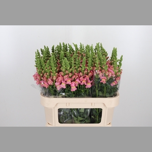 Antir Antibes Pink