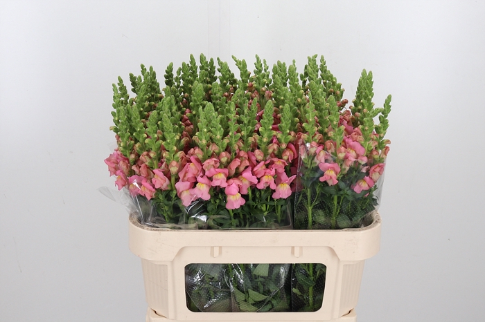 <h4>Antir Antibes Pink</h4>