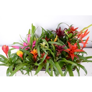BROMELIA GEM 15 SRT