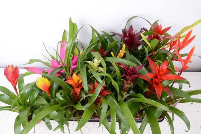 <h4>BROMELIA GEM 15 SRT</h4>