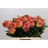 Dahlia Chanel