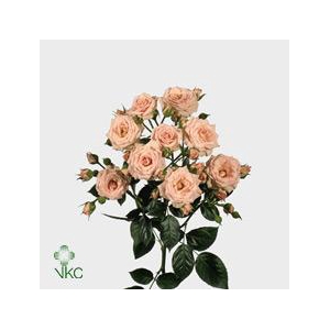 Rosa spray lydia