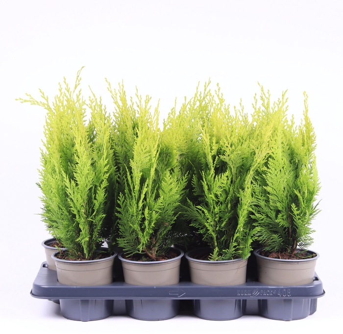 <h4>Chamaecyparis lawsoniana 'Ivonne'</h4>