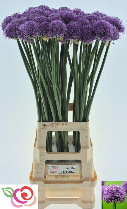 <h4>ALLIUM GLADIATOR</h4>