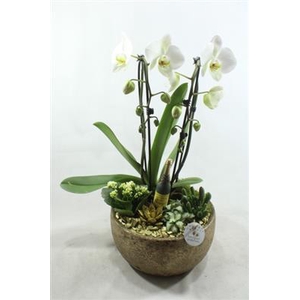 PX041 ESRA GOLD SYLVESTER