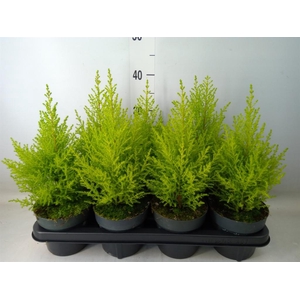 Cupressus macro. 'Goldcrest Wilma'