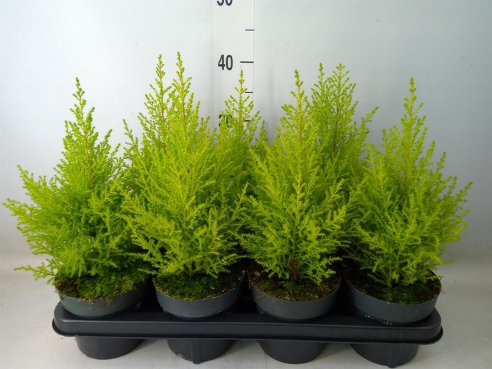 <h4>Cupressus macro. 'Goldcrest Wilma'</h4>