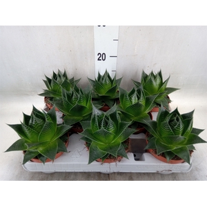 Aloe aristata 'Cosmo'