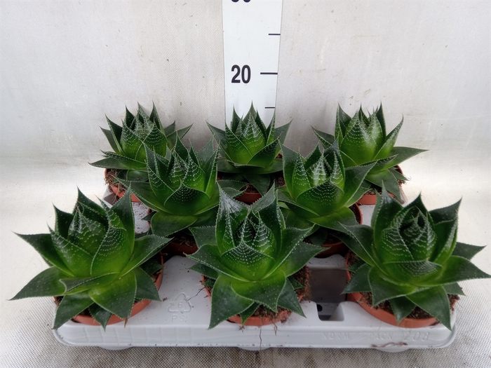 <h4>Aloe aristata 'Cosmo'</h4>