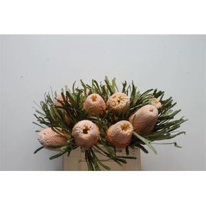 Banksia Hookeriana