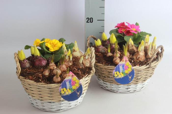 <h4>ARR BOL KNOLGEWAS</h4>